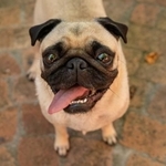 パグの牙は意外と鋭いんです(Jackie/stock.adobe.com)