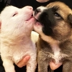 いつも一緒に過ごしていた生まれたばかりの保護犬・たい（左）とうに（右）