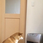 大好きな「散歩」の誘いにも反応しなくなった柴犬さん…（画像提供：柴犬ももさん @momonosekaiii）