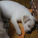柊さんが「初めて預かった」という小犬。野犬の子とは思えないほど人に良くなついていた