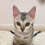 環境の劣悪なペットショップからお迎えしたチャイちゃん（チャイ&しちべいさん提供、Instagramよりキャプチャ撮影）