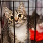 猫を助ける「猫生たすけあい制度」(Okssi/stock.adobe.com)※イメージです