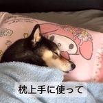 枕を上手に使って寝るあずきちゃん（痛風おじさん提供、Instagramよりキャプチャ撮影）