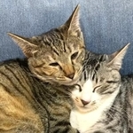 ずっと仲良しのキセちゃん（左）とサムくん（右）。サムくんはキセちゃんの前ではイケメンでいたいみたい