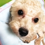 推定2～3歳で、小さな体で必死に生き抜こうとしていたマルチーズとトイプードルのミックス犬