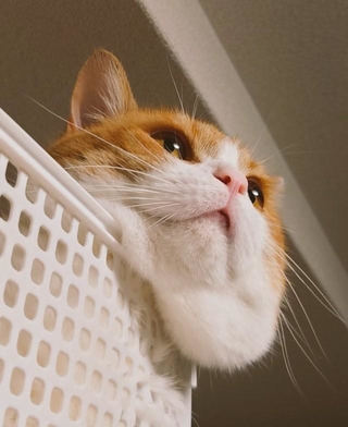 もふもふのほっぺ（画像提供：おちゃまるさん）