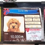 リアンのスタッフがたまたま覗いたペットショップのショーケースで見た「1万円」のトイプー