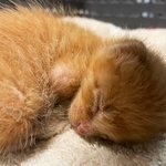 大阪のとある街のビルとビルの間に、生まれて間もない子猫が挟まっていました