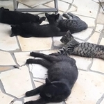 民家の庭で暮らす猫一家に、TNRを実施することになりました