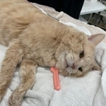 猫たちのほとんどが汚れていた…（たんぽぽの里代表石丸さん提供）