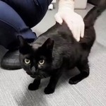 黒猫は獣医師、病院スタッフの愛情を感じ取り、すっかり懐いてくれました