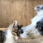 子猫の顔を優しくなめる大型犬の写真がXで話題に（オレオさん提供）