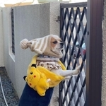 ピカチュウのあったかマフラーで待ち伏せ中…（提供：@sorakun_freedomさん）