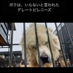 元飼い主から飼育放棄されたグレートピレニーズ犬を保護した愛犬家のエピソードが話題に（グラ家さん提供、Instagramよりキャプチャ撮影）