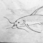 江戸時代の古文書に描かれた謎の魚「ガナイタ」（寺西政洋さん提供）