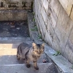 家の庭に姿を現した母猫を保護し、家猫になるまでの3週間を撮影した動画が話題に（ニャンディモリさん提供、Instagramよりキャプチャ撮影）