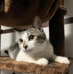 とてもキレイな顔立ちのまどかちゃん＝春里ねこまんまさん提供