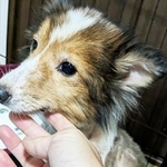 退院後のあいちゃんは表情が柔らかくなっていました