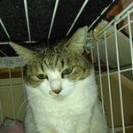 「飼わない」という選択肢はなかった＝satomirikoさん提供