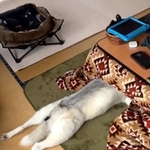 こたつに頭を突っ込んで伸びているハスキー犬が話題に（深山さん提供、Xよりキャプチャ撮影）
