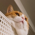 もふもふのほっぺ（画像提供：おちゃまるさん）