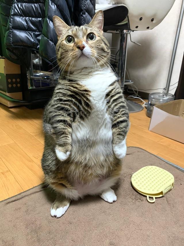 「ナデナデしろ圧」がすごい猫 仁王立ちで「かかってこい!」「ずっしり感がかわいい」|話題|神戸新聞NEXT