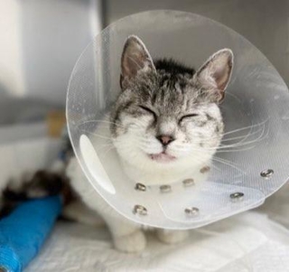 虐待され足を大けがした保護猫、皮膚移植手術で４本足で走り回れるようになってほしい（「ちーむにゃいんず」さん提供）