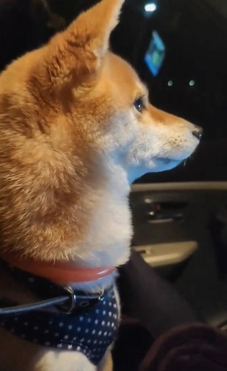 ペットも家族。車中に飼い主さんとともに避難した柴犬さん（飼い主さん提供、Xよりキャプチャ撮影）