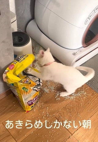大惨事！猫砂と”格闘”する子猫の動画が話題に（きなこよもぎさん提供、Instagramよりキャプチャ撮影）