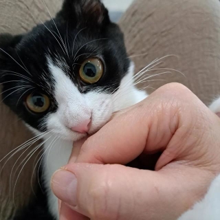カプっ＝popo.nozoさん提供