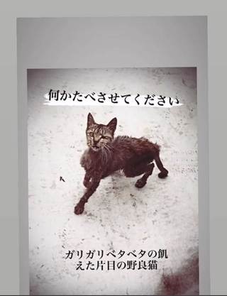 【ビフォー写真】猛暑の7月、駐車場に現れた野良猫。骨と皮のガリガリだった（「ユミルとベロ_pugly_yumill」さん提供、Instagramよりキャプチャ撮影）