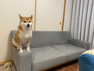 キリッ！（画像提供：柴犬ひるねさん）