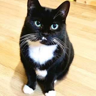 個性的な保護猫・ピーナッツ