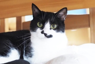 寄り目が特徴の美猫・うずら