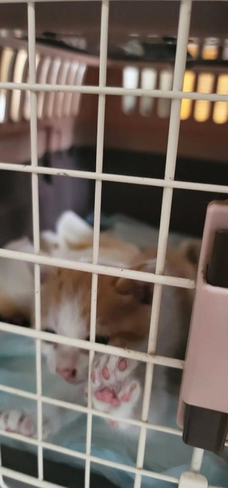 子猫を無事に救出することができ、まずは一安心