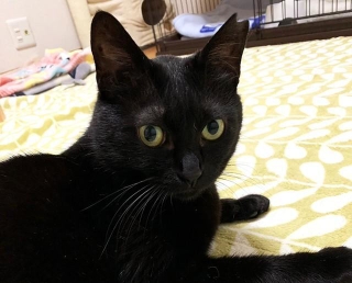 地域猫として複数の子猫たちと一緒に保護された母猫・のんちゃん