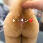 プリケツ作戦2回目！もふもふですが、まだ未完成なんです（提供：トイプーしらす先輩）