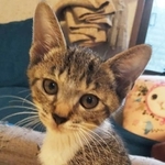 レアなムギワラのオスのレツくん（ねこ友会）