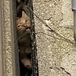 ブロック塀の隙間に挟まり、助けて！と鳴いていた子猫