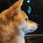 ペットも家族。車中に飼い主さんとともに避難した柴犬さん（飼い主さん提供、Xよりキャプチャ撮影）