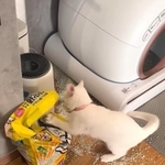 大惨事！猫砂と”格闘”する子猫の動画が話題に（きなこよもぎさん提供、Instagramよりキャプチャ撮影）