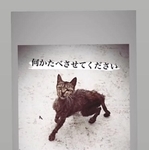 【ビフォー写真】猛暑の7月、駐車場に現れた野良猫。骨と皮のガリガリだった（「ユミルとベロ_pugly_yumill」さん提供、Instagramよりキャプチャ撮影）