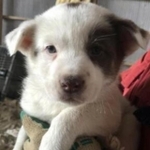 保護当時、コロコロしていた＝ten_the_doggoさん提供