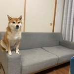 キリッ！（画像提供：柴犬ひるねさん）