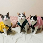 元気な猫に成長してくれた＝a_necotaroさん提供