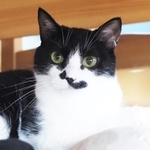 寄り目が特徴の美猫・うずら