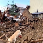 石川県珠洲市の被災地で活動する災害救助犬（NPO法人 北海道災害救助犬のXより）