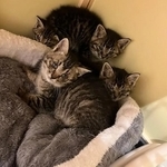 大変な捕獲劇の末に、見事捕獲された猫ファミリーの子猫たち