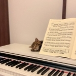 スヤァ…（画像提供：あんこともなか 充電ねこさん）