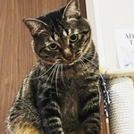 ガレージ出身の猫ファミリーのうちの1匹・タイ哉